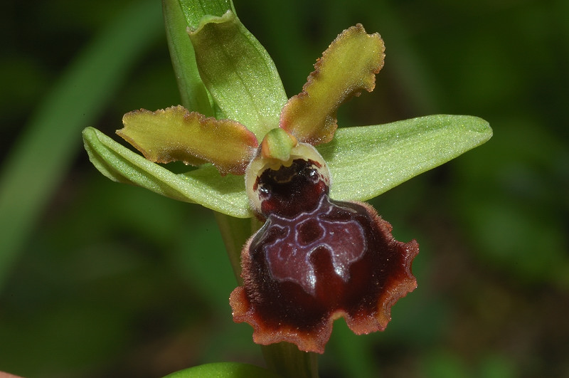 Le orchidee selvatiche spontanee di Ostia